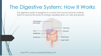 Digestive system diagram PowerPoint lesson